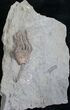 Beautiful Macrocrinus Mundulus Crinoid #8336-1